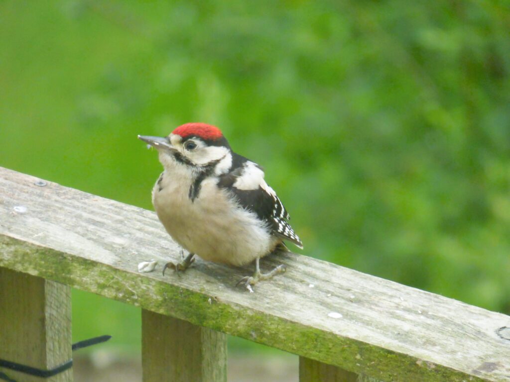 baby woodpecker