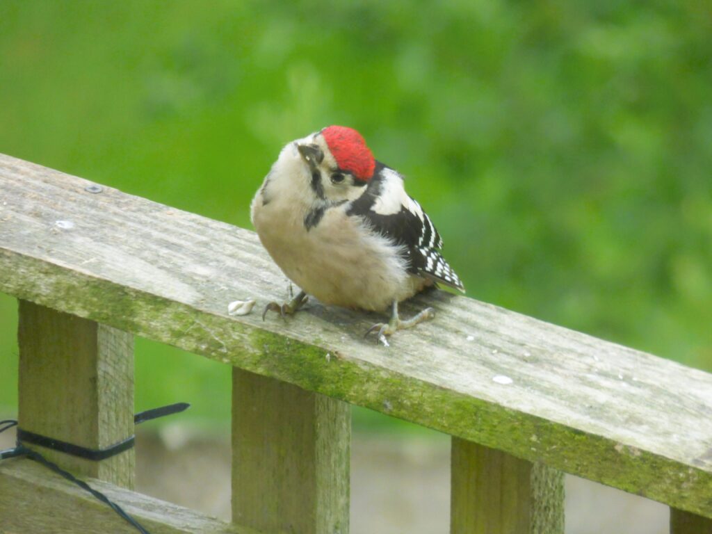 baby great spotted Woodpecker in the UK
