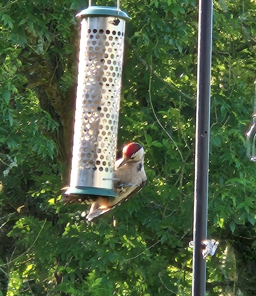Juvenile Woodpecker