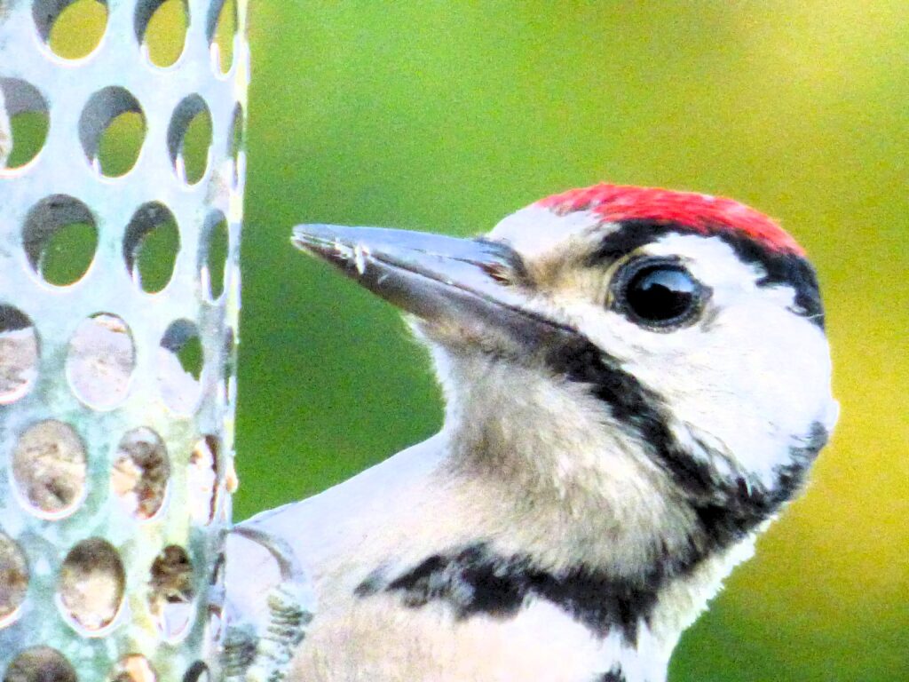 Juvenile-Woodpecker-on-feeder