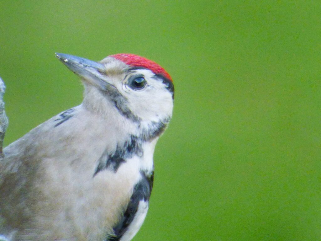 Woodpecker Diaries Stars, juvenile Woodpecker in the UK