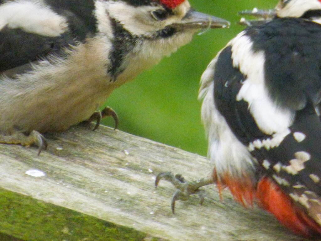male great spotted woodpecker with juvenile