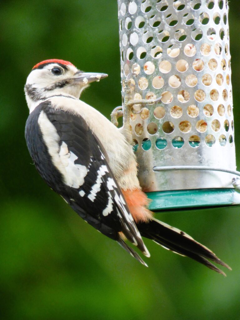 Woodpecker in the UK