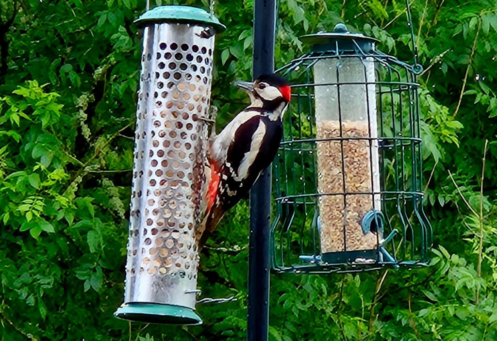 Woodpecker in the garden