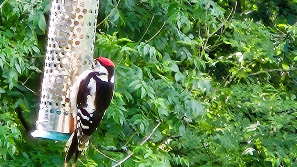 woodpecker on feeder