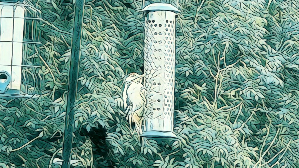 Woodpeckers at the feeder