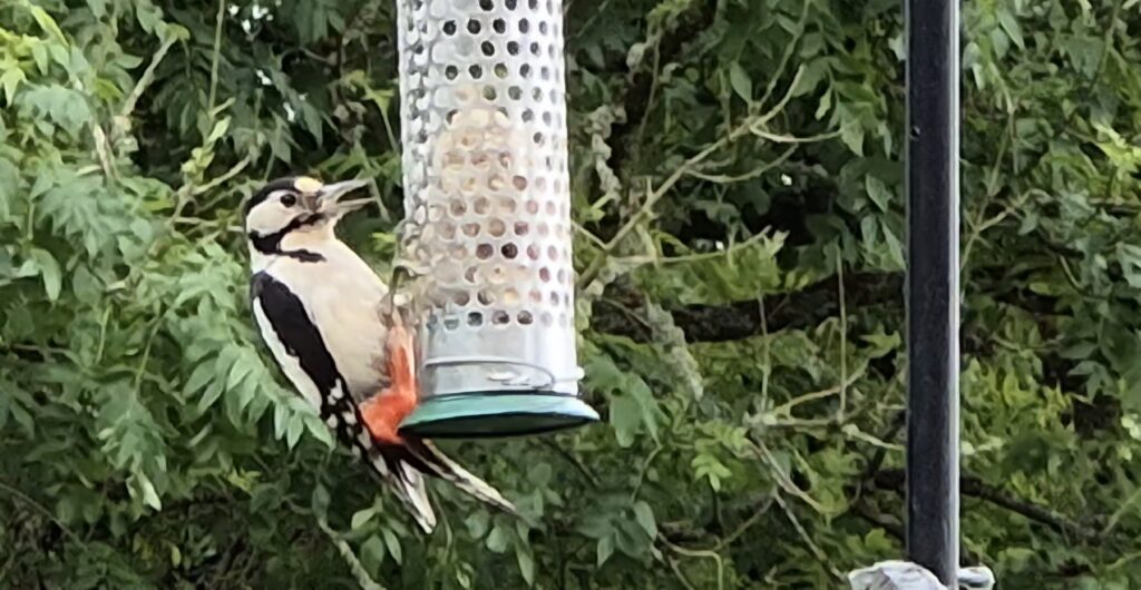 Woodpeckers in your garden