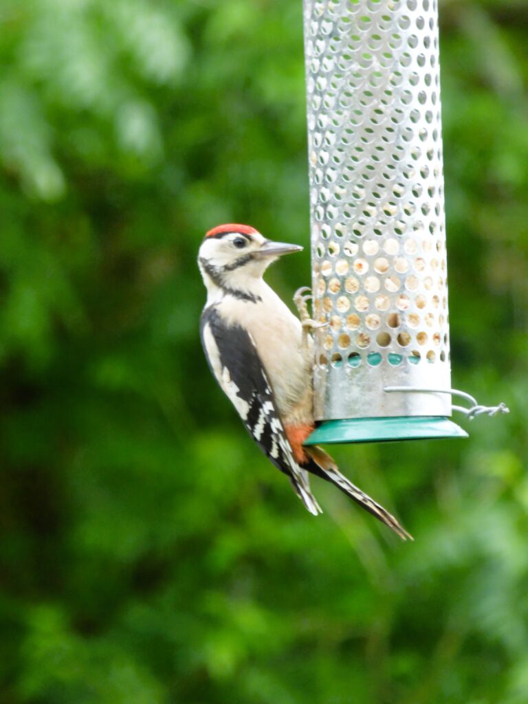 Woodpecker-on-feeder