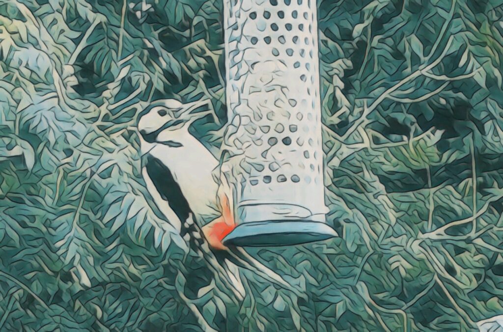 woodpeckers-in-the-garden-feeder