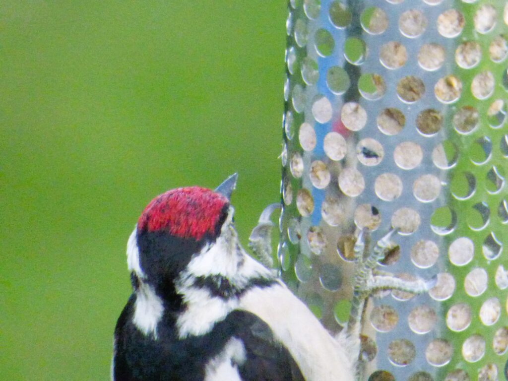 baby great spotted woodpecker