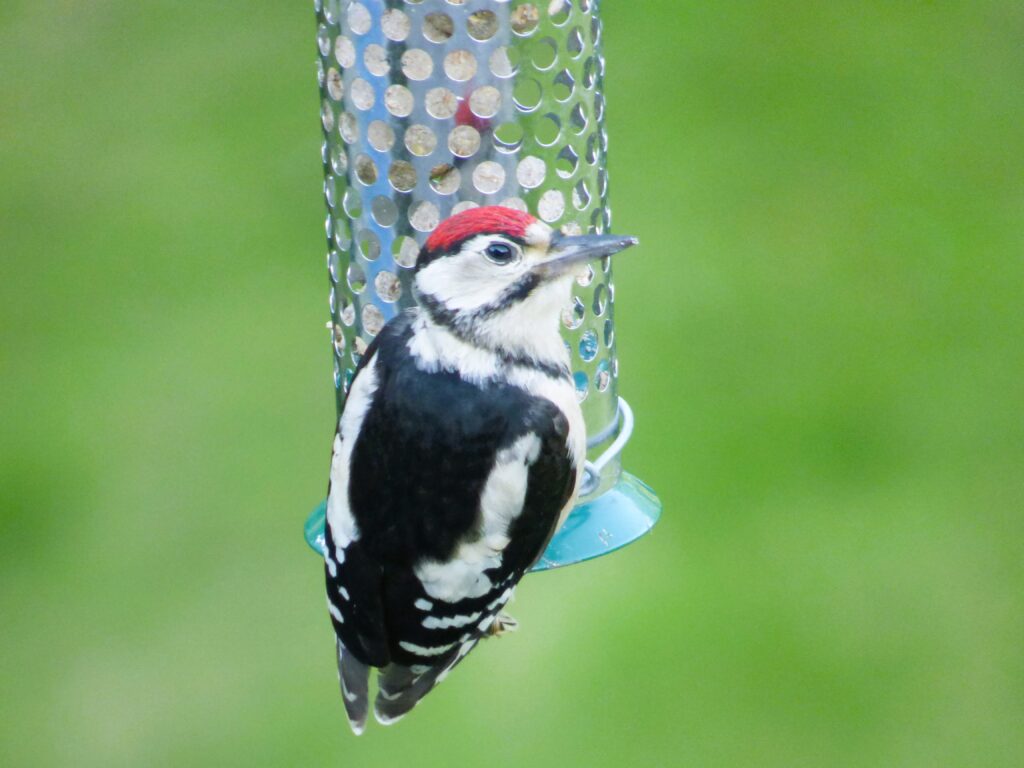 British Woodpecker