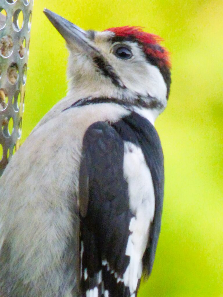 British Woodpeckers