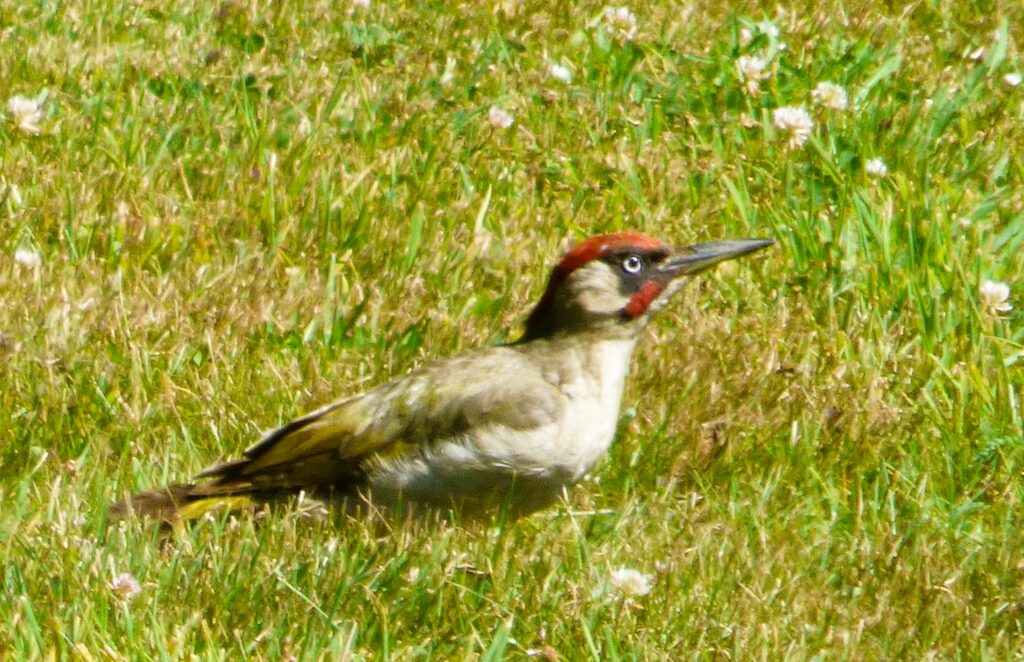 Green Woodpecker