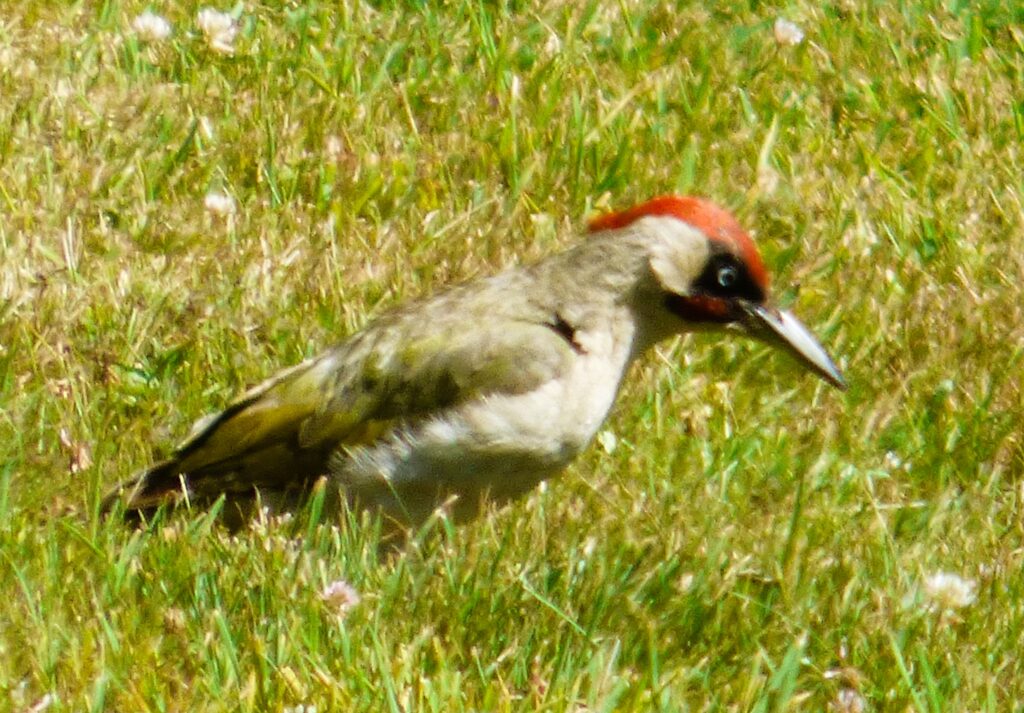 Green Woodpecker