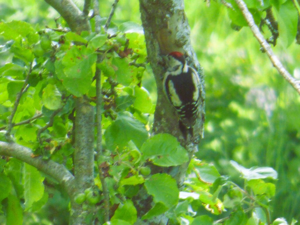 juvenile woodpecker