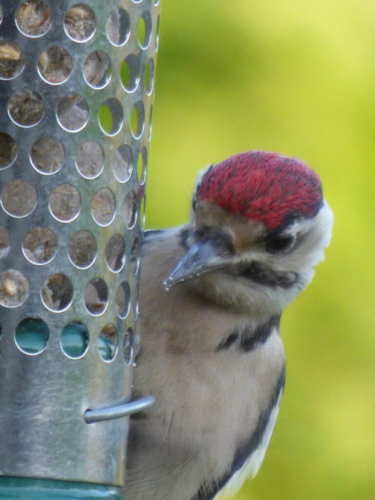 Juvenile Woodpeckers