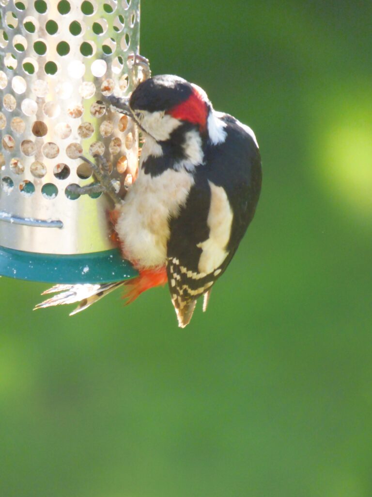 male great spotted woodpecker