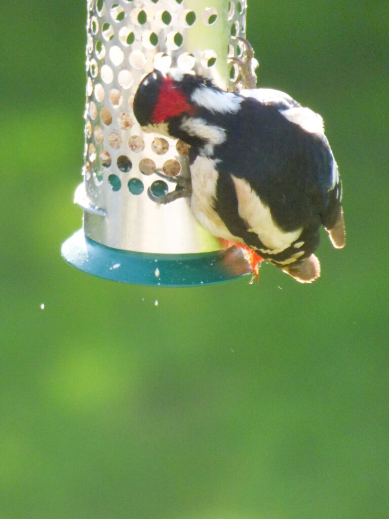 male woodpecker