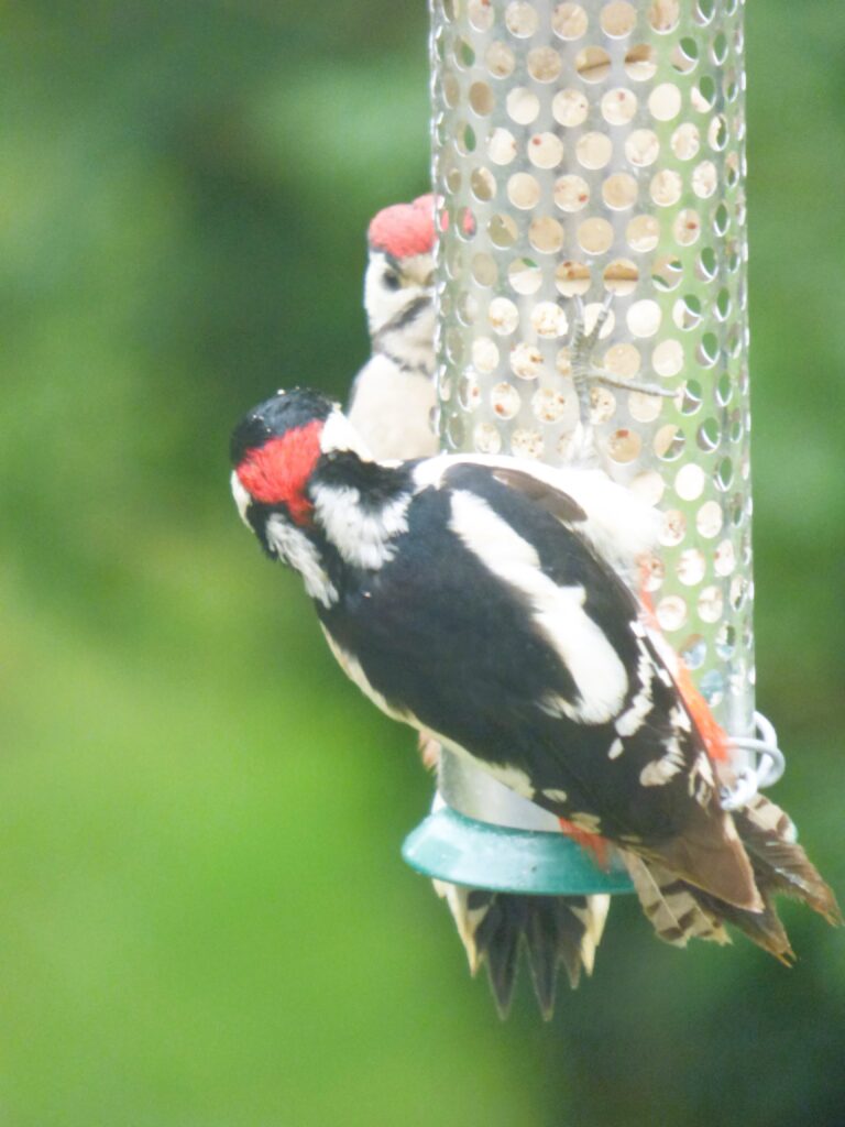 male and young woodpecker