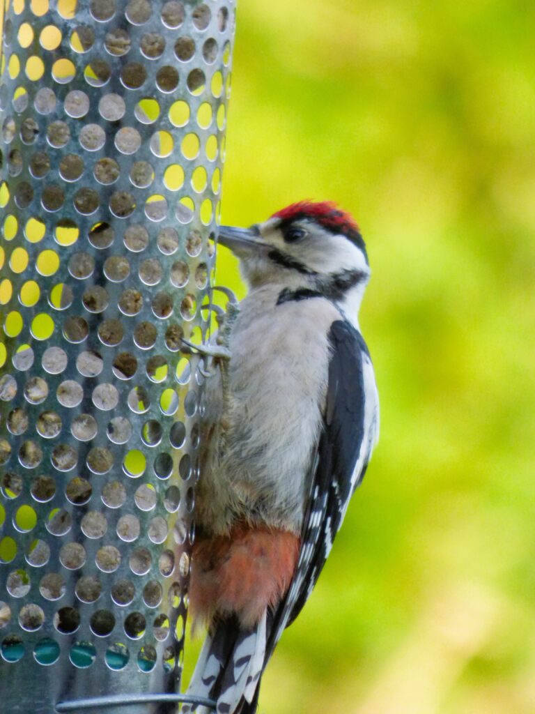 UK Woodpeckers