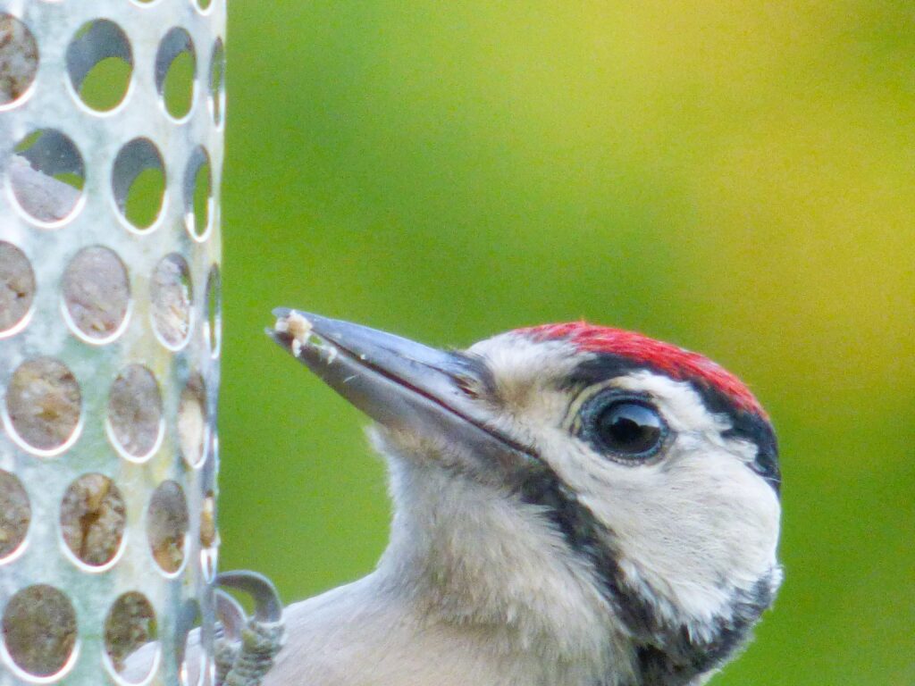 Woodpecker Bird
