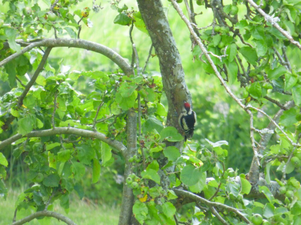 woodpecker bird on tree