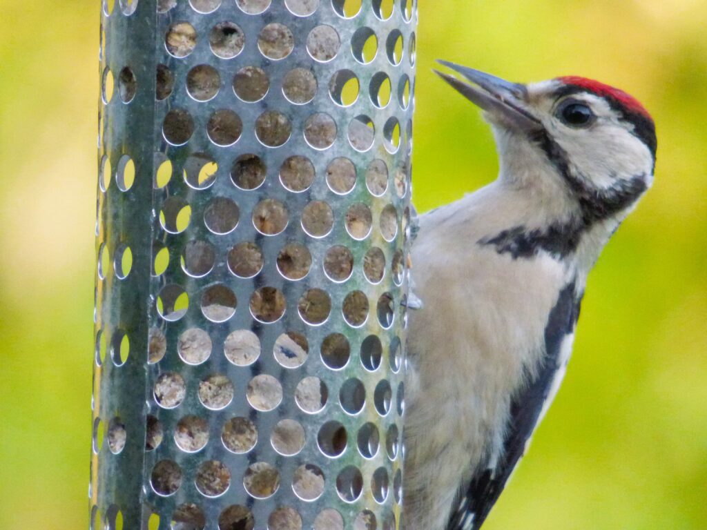 Woodpecker British