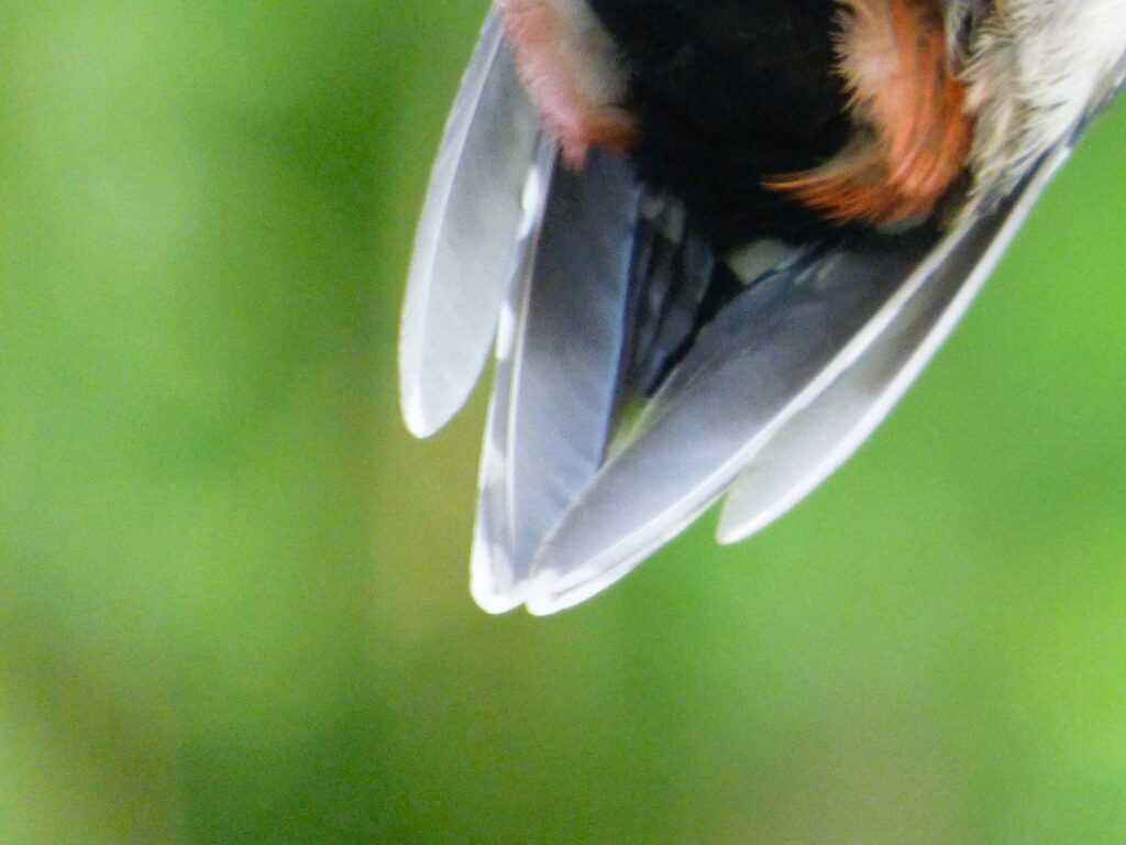 Woodpecker Feathers