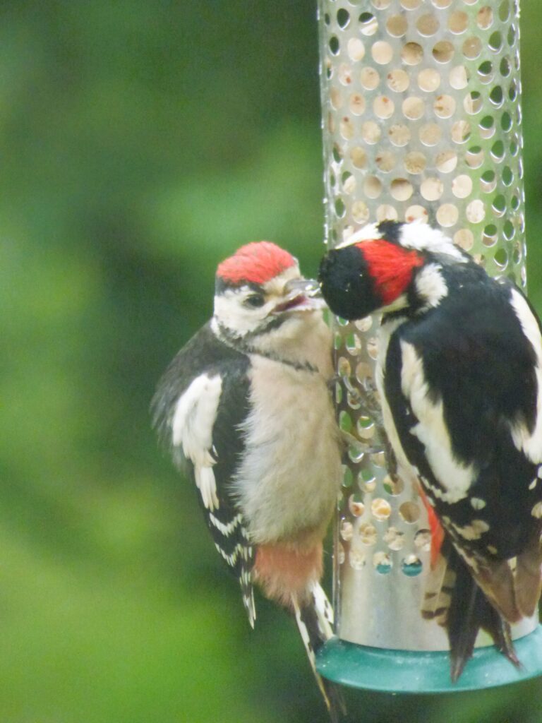 woodpecker feeding young