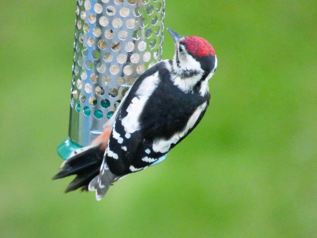 Woodpecker in UK garden