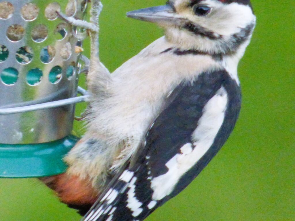 Woodpecker in the Garden