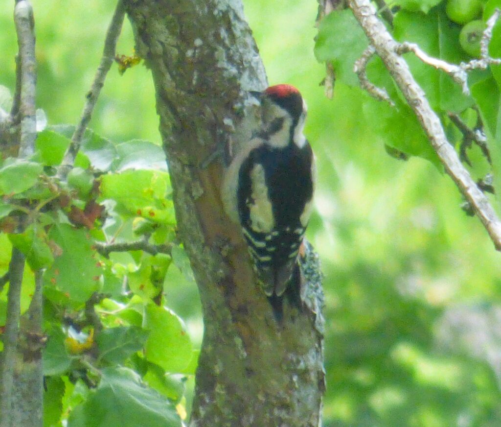 woodpecker on tree