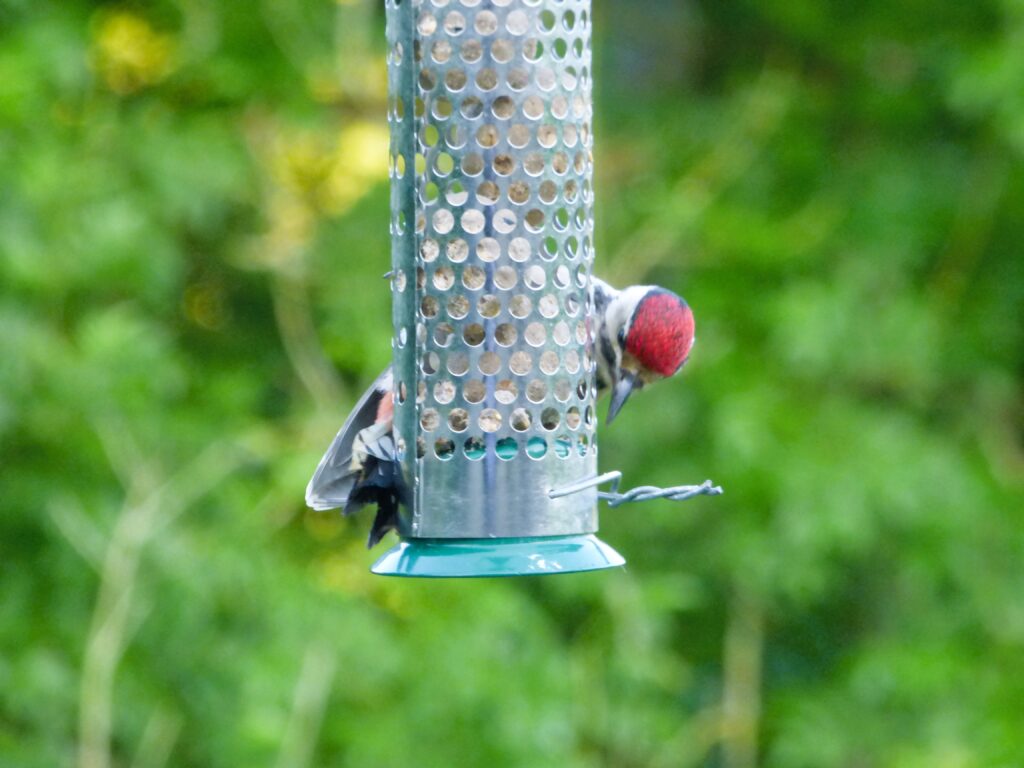 woodpecker on a feeder