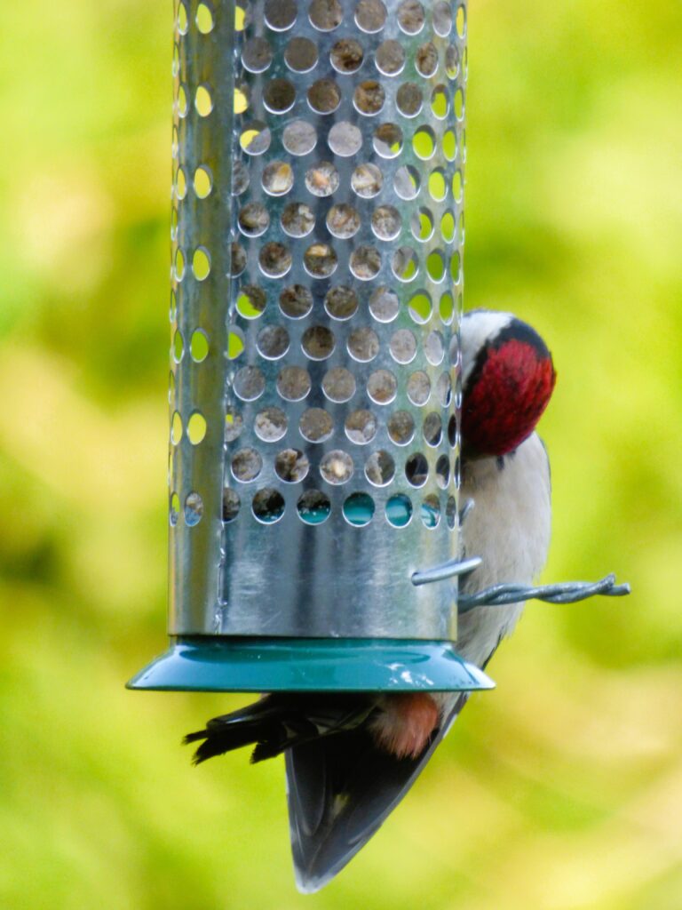 Woodpeckers UK