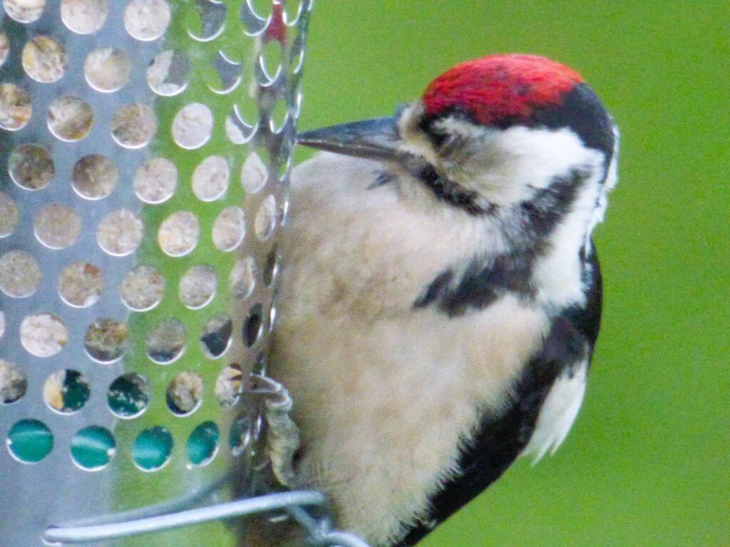 Garden Feeder Woodpeckers in the UK