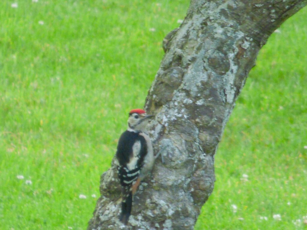 young woodpecker on tree