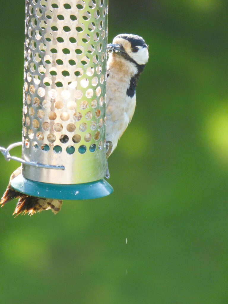 female woodpecker