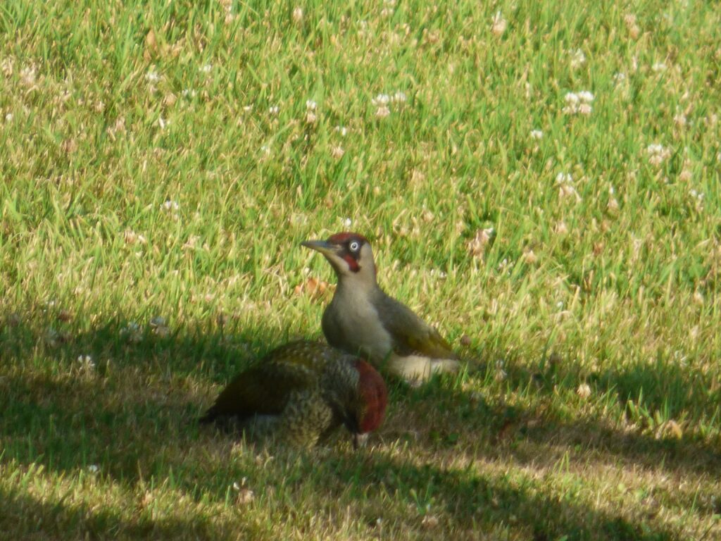 Green woodpecker with baby
