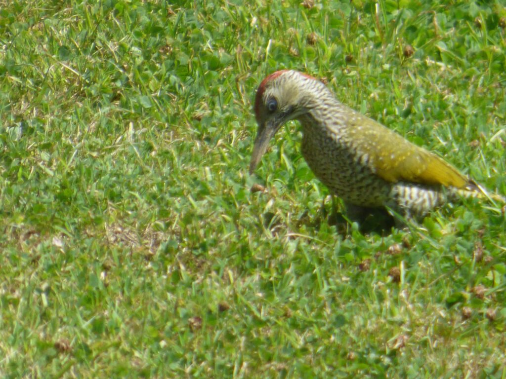 Young Green Woodpecker