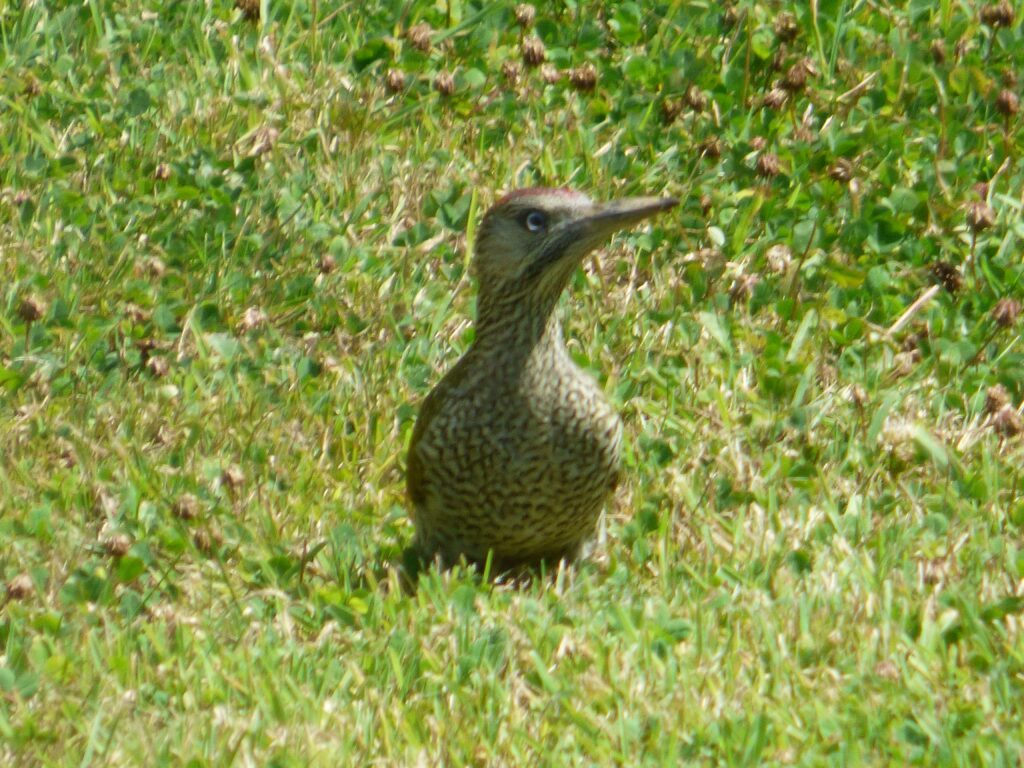 Young Green Woodpecker